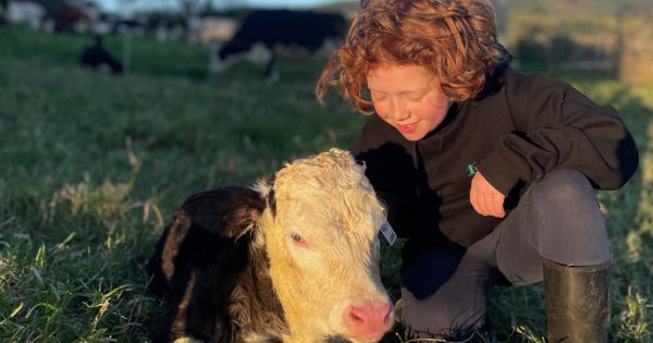 Agritourism legislation changes help The Pines Farm Kiama milk new opportunities