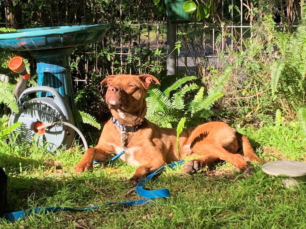 Tyson - now Hudson - soaks up the sun in his new home.