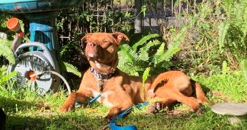 How a chance meeting at Bunnings led to a new life for one lonely doggo