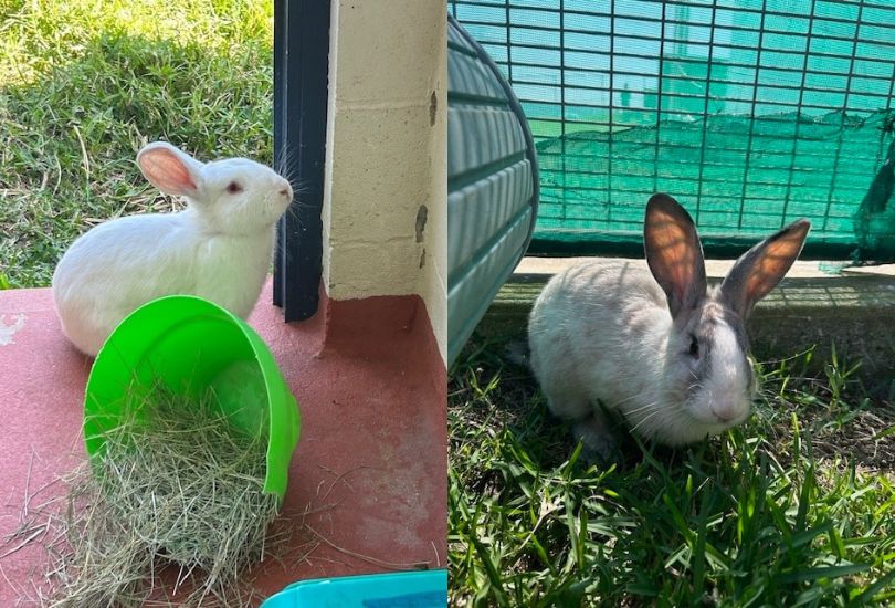 Sweet buns Harvey and Norman want to get hopping into their forever home. 