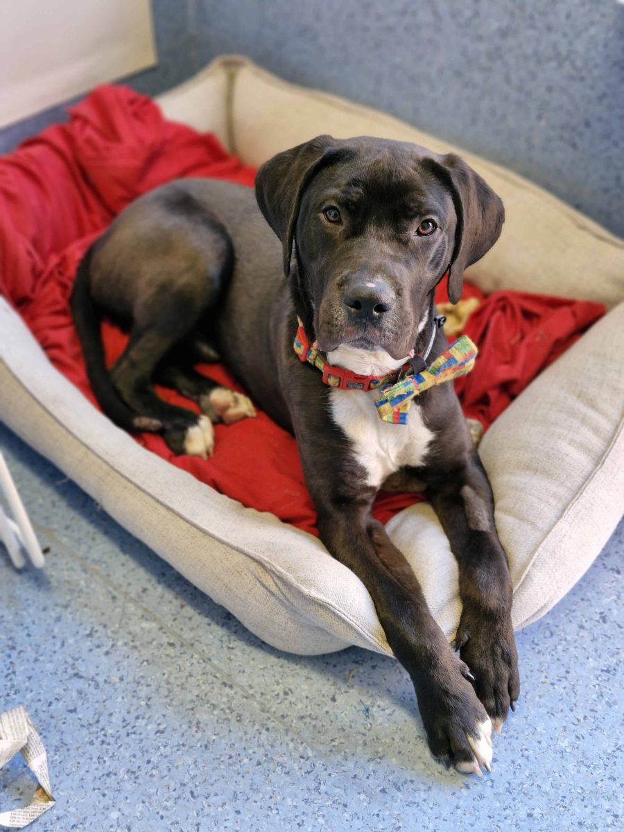 Big baby Diesel has a heart to match the size of his ears - can he come home with you?