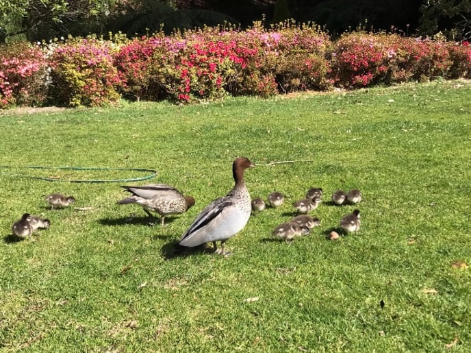 ducks on a patch of grass