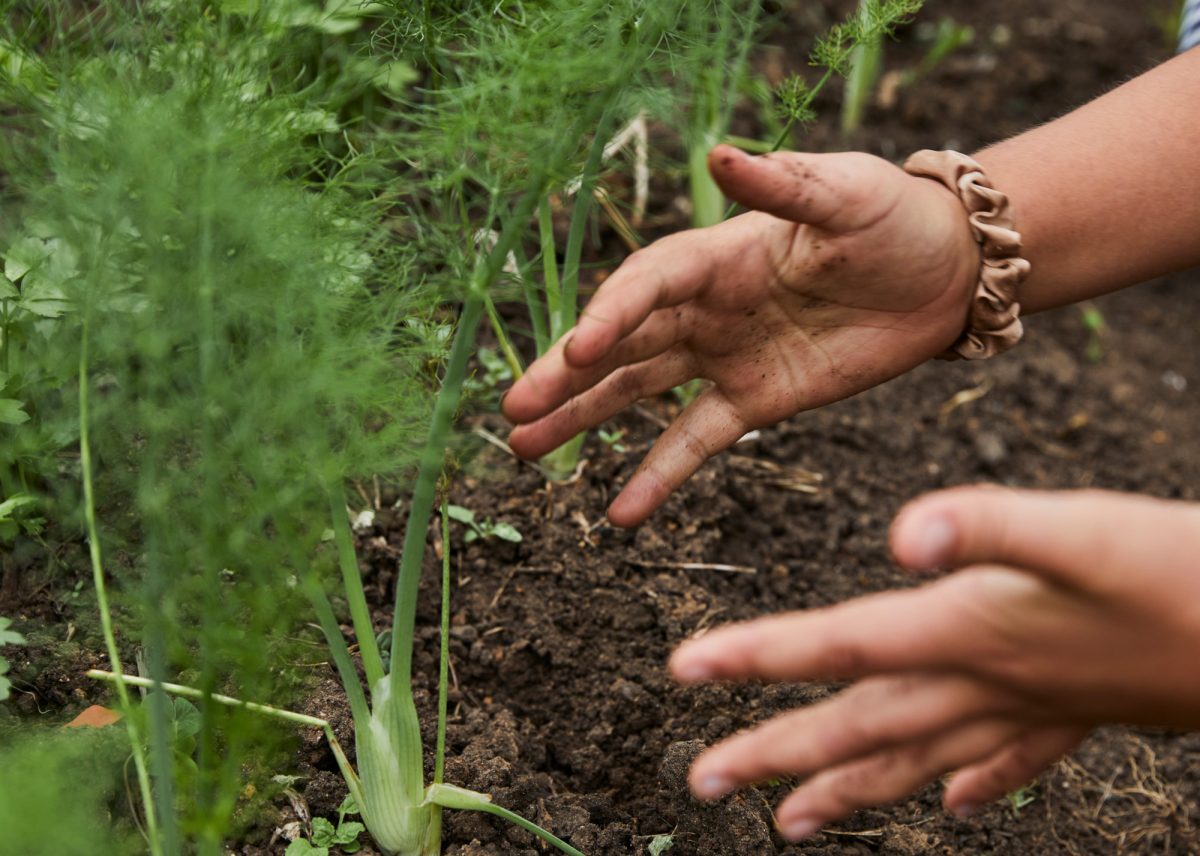 little hands digging up fennel