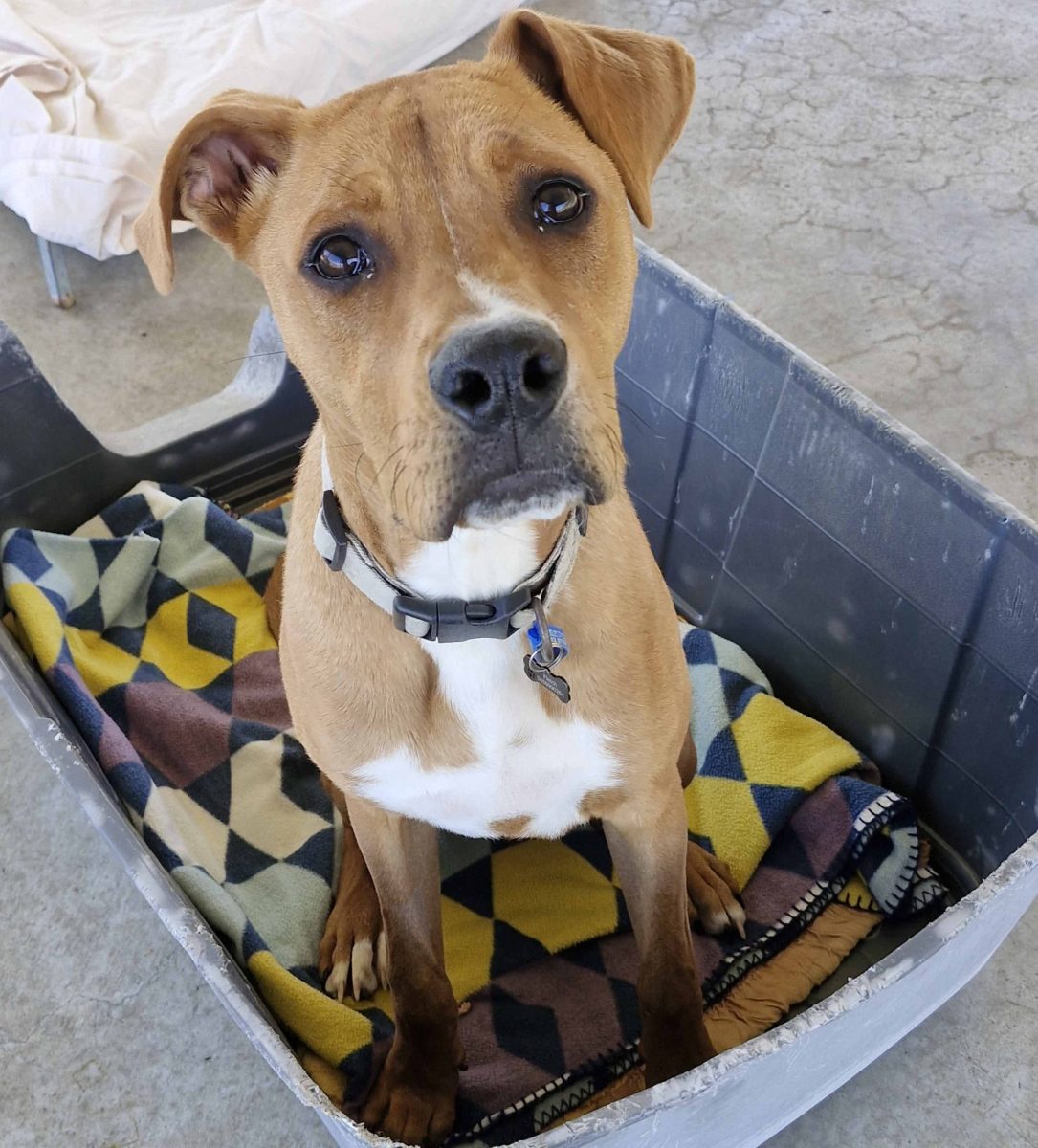 Fletch's puppy dog eyes could melt the hardest of hearts, and he's got a sweet, gentle personality to match. 