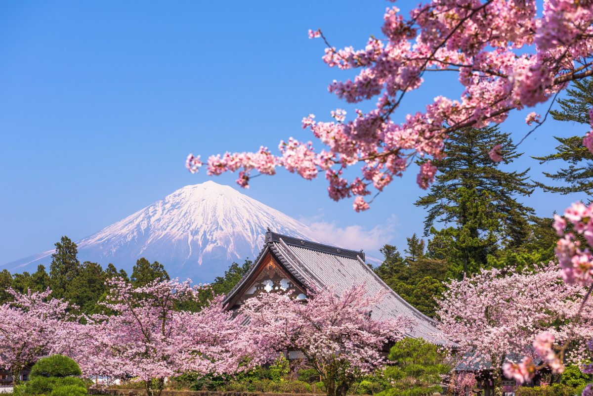 Japan's Mount Fuji in spring with sakura