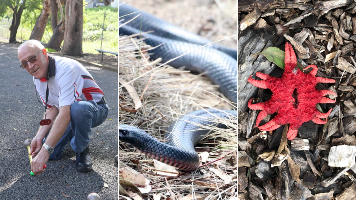 Man kneeling, snake, red flower