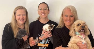 LEGO-lovers can help lost pets find their way home