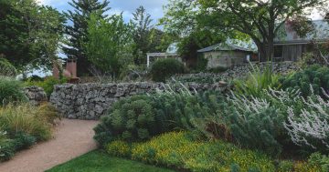 Greyleigh and Yirran Muru winners at national landscape architecture awards