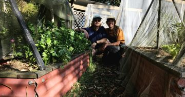Nine things to do in the Illawarra this week (8 - 14 November)
