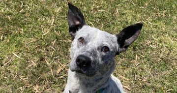 RSPCA Illawarra's Pets of the Week: Meet George and Gypsy!