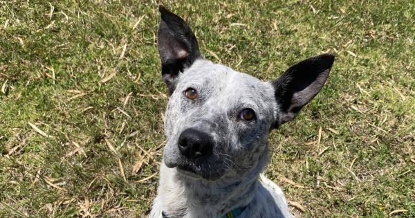 RSPCA Illawarra's Pets of the Week: Meet George and Gypsy!