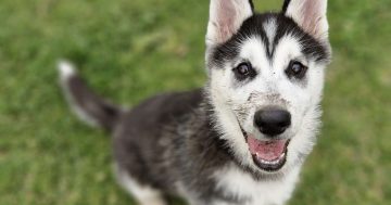 RSPCA Illawarra's Pets of the Week: Meet Saki and Pipsqueek