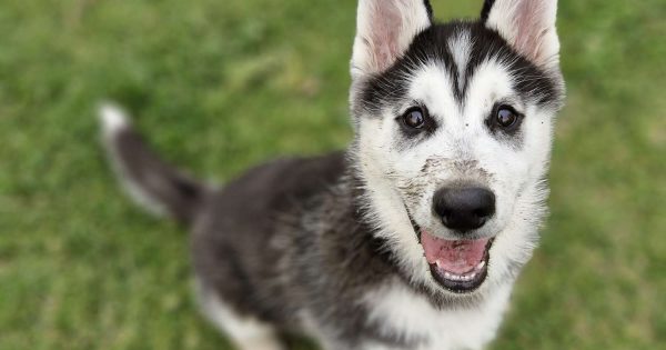 RSPCA Illawarra's Pets of the Week: Meet Saki and Pipsqueek