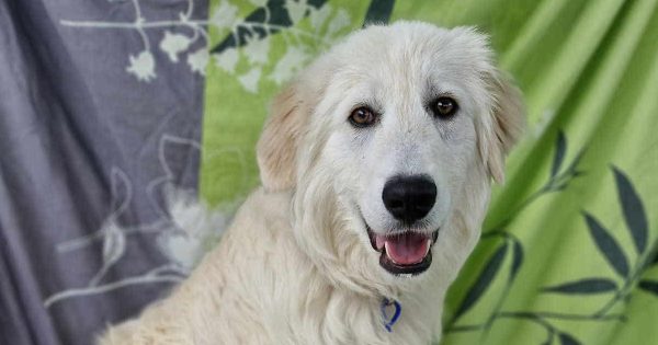 RSPCA Illawarra's Pets of the Week: Meet Stanley and Chief!
