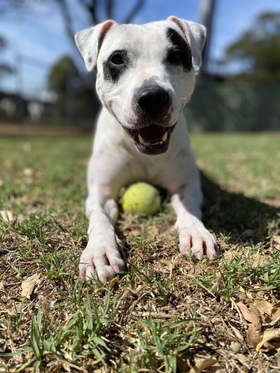 OK, so it's not an ocarina, but Zelda loves a good tennis ball. 