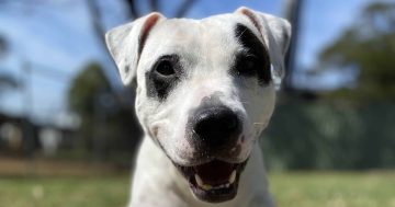 RSPCA Illawarra's Pets of the Week: Meet Zelda and Sally!