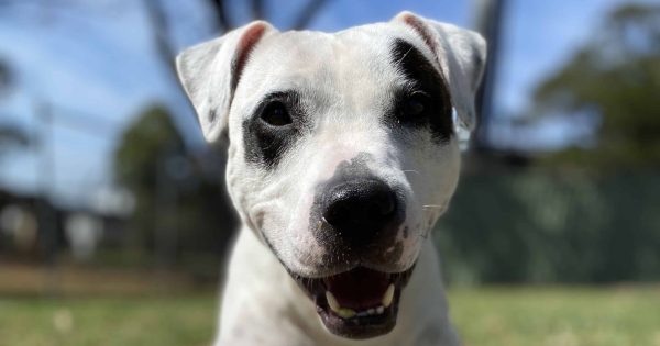 RSPCA Illawarra's Pets of the Week: Meet Zelda and Sally!