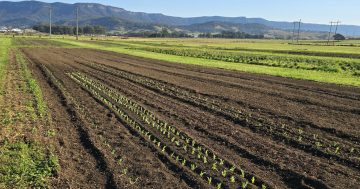 Calderwood Valley Farm springs back to life with fresh produce and new on-site store