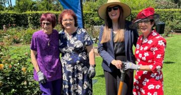 Botanic Garden gifted new purple rose by Wollongong stalwart to honour inspiring women