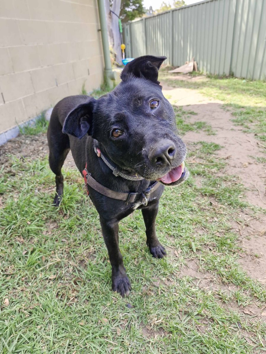 Sweet, loyal and oh-so thoughtful, Juno is looking for someone she can love forever.