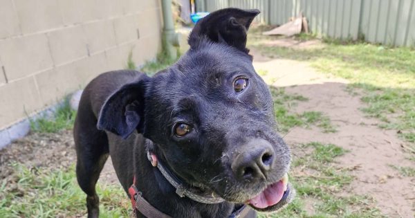 RSPCA Illawarra's Pets of the Week: Meet Juno and India!