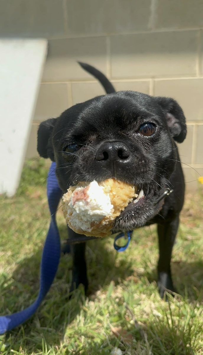 Don't let Mars the pug's short stature fool you - he's got a gigantic personality.