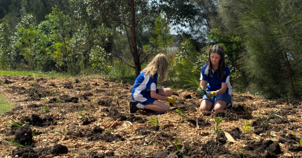 Check out the Wollongong forest grown from kids' imaginations