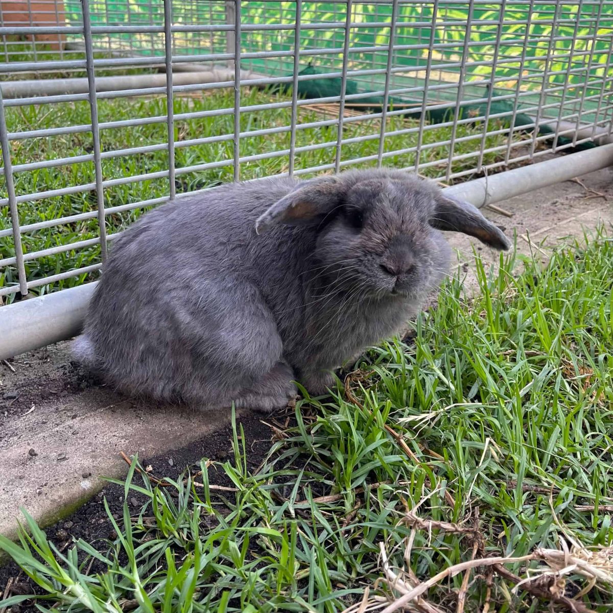 grey lop rabbit