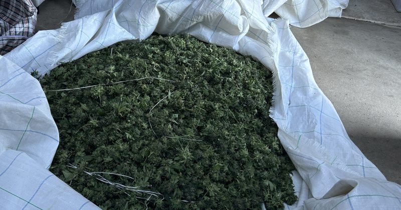 Calderwood home allegedly yields multi-million dollar cannabis haul in police raid