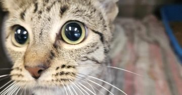 Here's what one councillor wants to do about stray cats - and why it might prove controversial