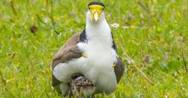 Letter from the Editor: Plucky plovers protect their young at all costs, even if sometimes it's just an act