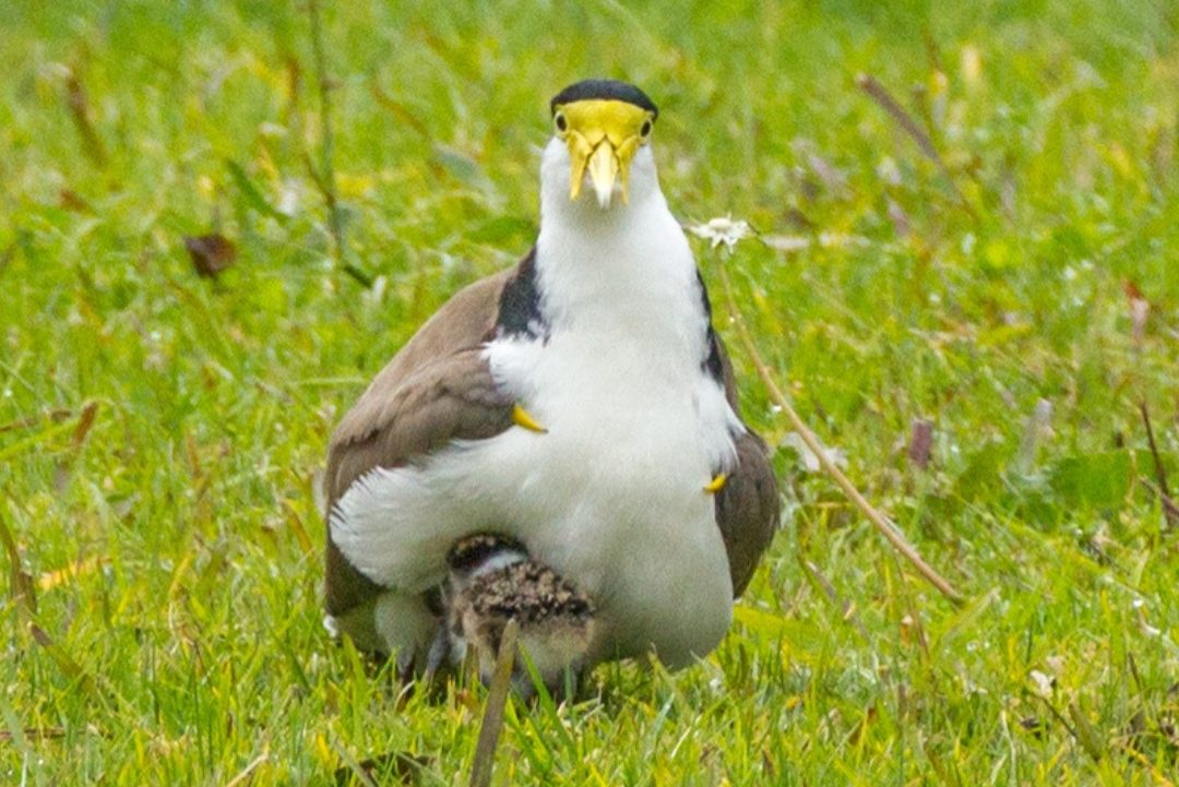 Plover with a chick