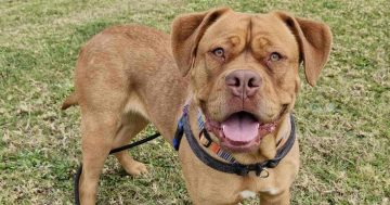 RSPCA Illawarra's Pets of the Week: Meet Pudge and Nala