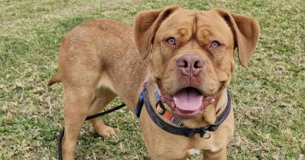 RSPCA Illawarra's Pets of the Week: Meet Pudge and Nala