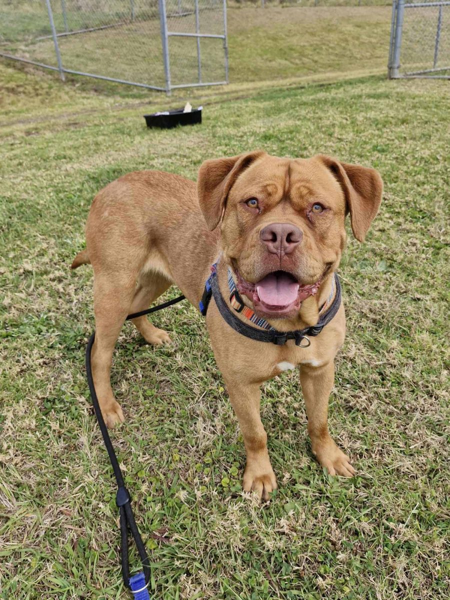 dogue de Bordeaux Pudge 