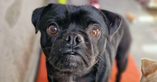 RSPCA Illawarra's Pets of the Week: Meet Sam and Shaydes