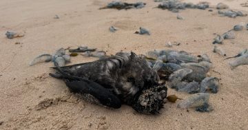 Onshore winds bring more dead short-tailed shearwaters to shores, but no bird flu yet detected