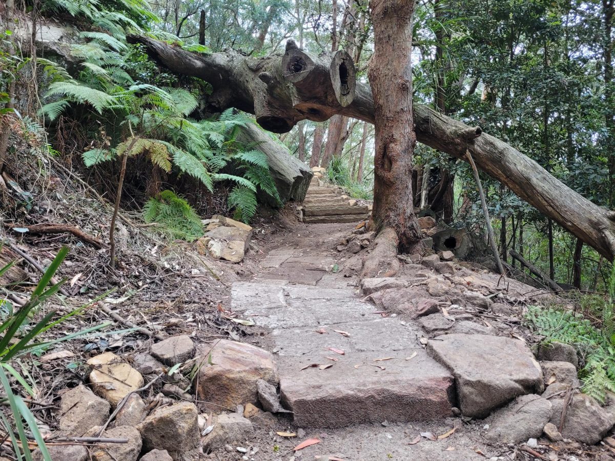 Bush walking track