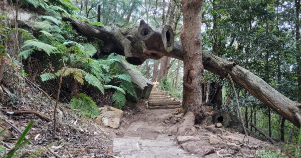 Upgraded Wodi Wodi track reopens in time for summer walks