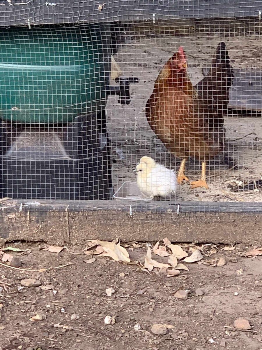 a chicken and a chick