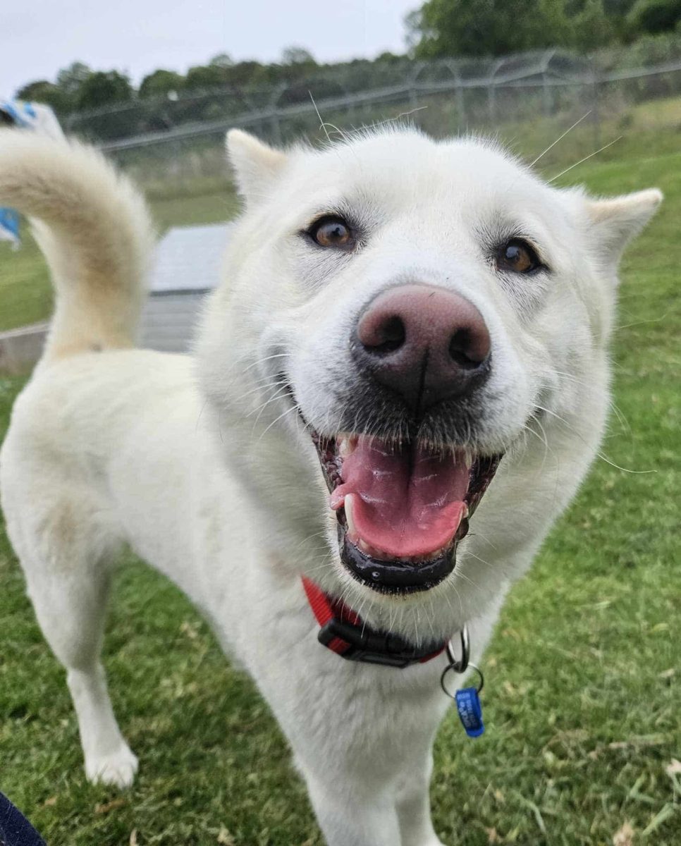 Daisy the Siberian husky loves to be the centre of attention. 