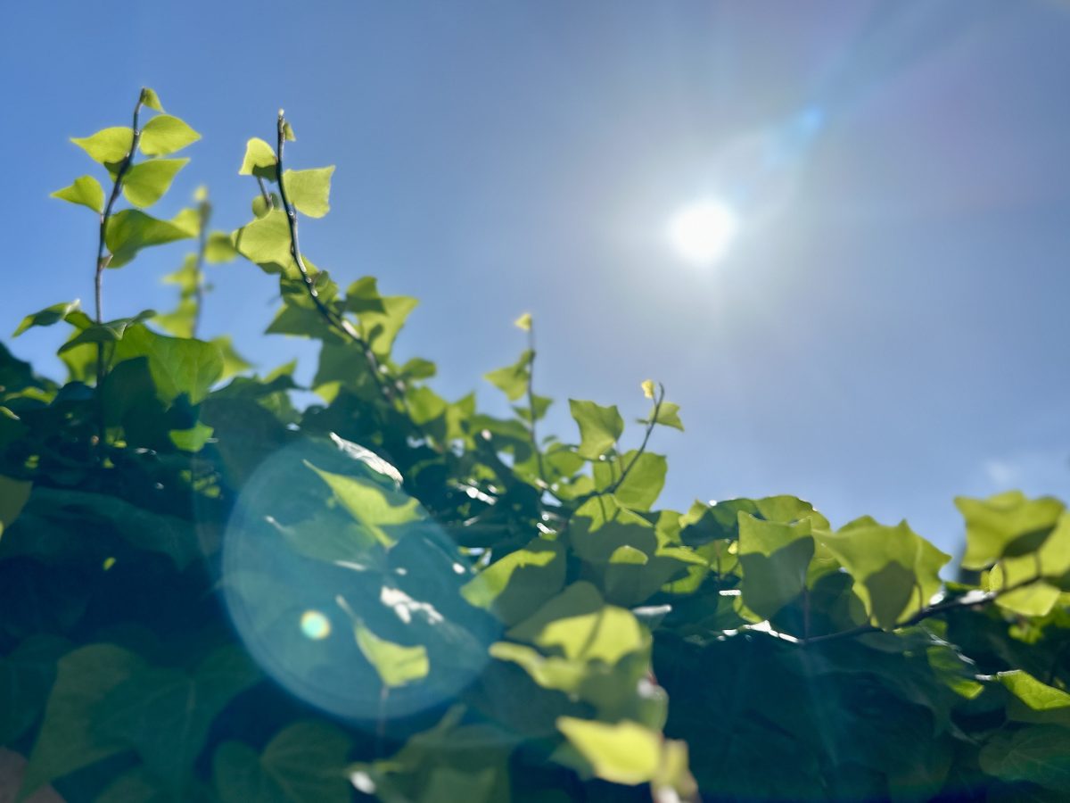 The sun shining on green plants