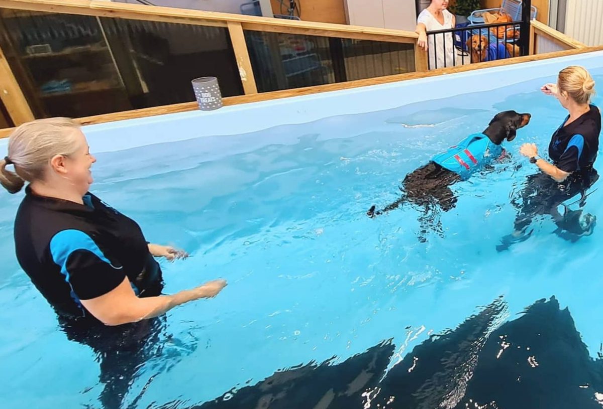 Port Kembla dog hydrotherapy pool