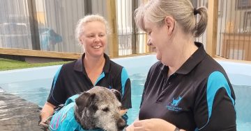 Water Walkies making waves with life-changing results for Illawarra’s canine companions