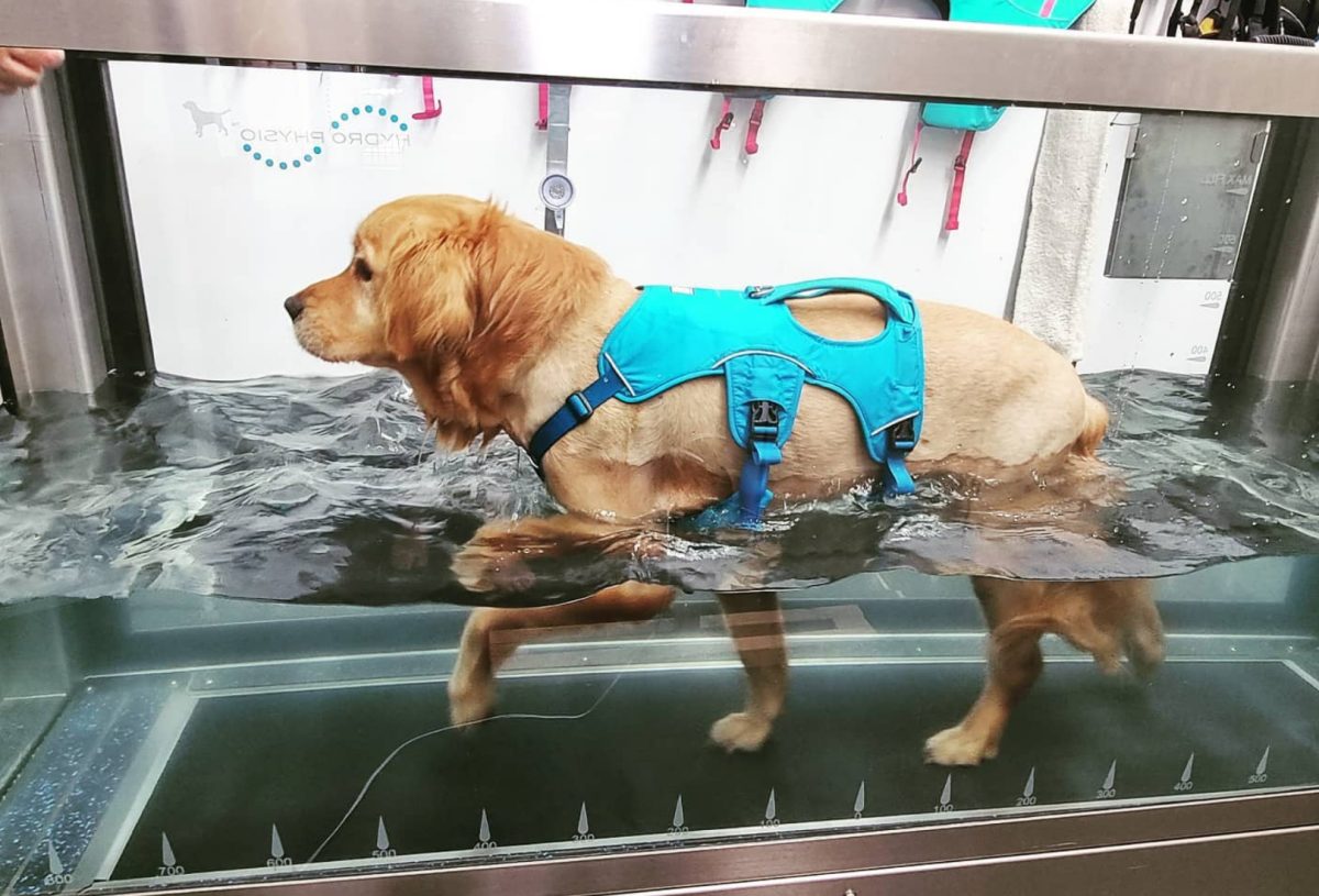 Water Walkies treadmill dogs