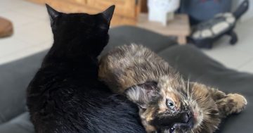 Letter from the Editor: When kitten chaos takes over so too does laughter and joy