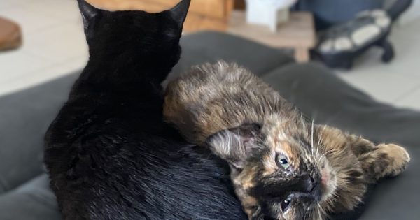 Letter from the Editor: When kitten chaos takes over so too does laughter and joy