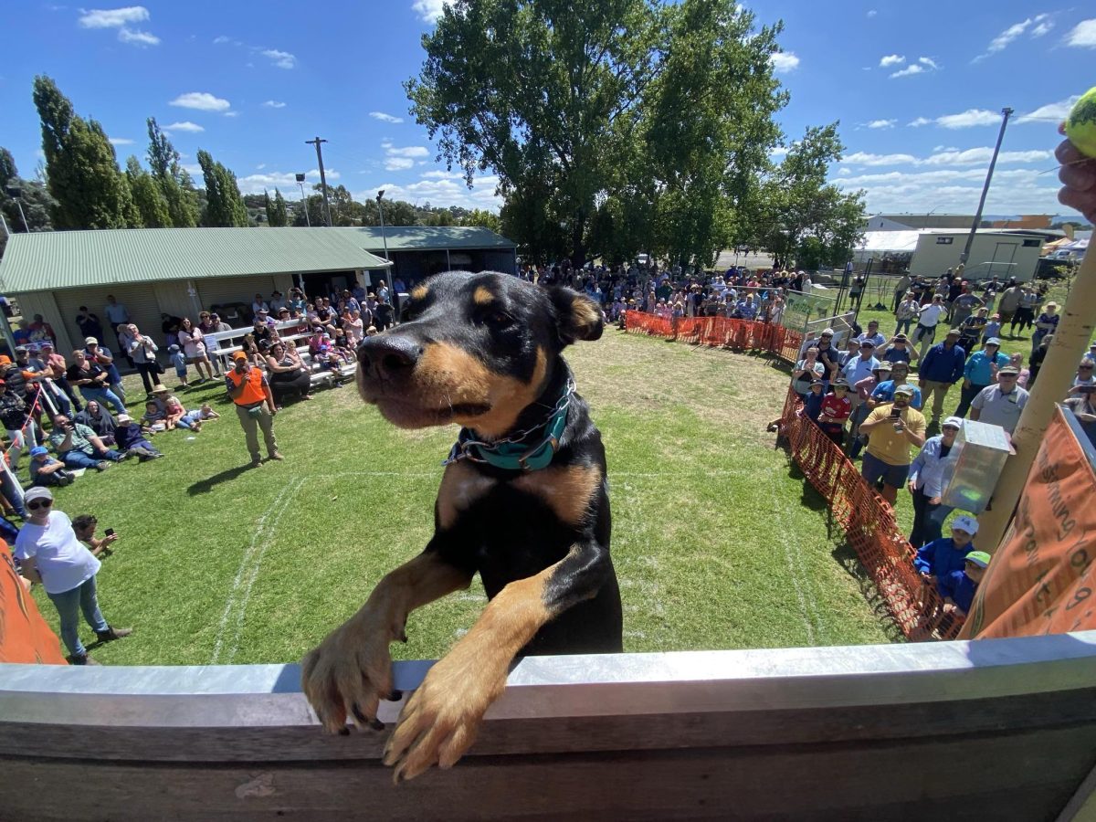 Dog at Kiama Show