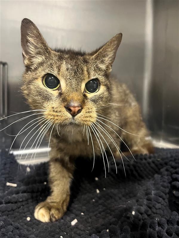 Eleven-year-old Jasper is the purrfect gentleman looking for somewhere to hang his hat. Could it be with you?