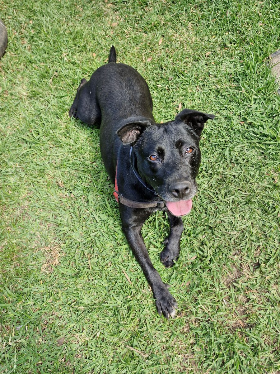 Staffie-german shepherd mix Juno is looking for a quiet, loving home.